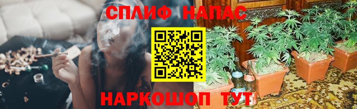 Каннабис планчик Зеленокумск
